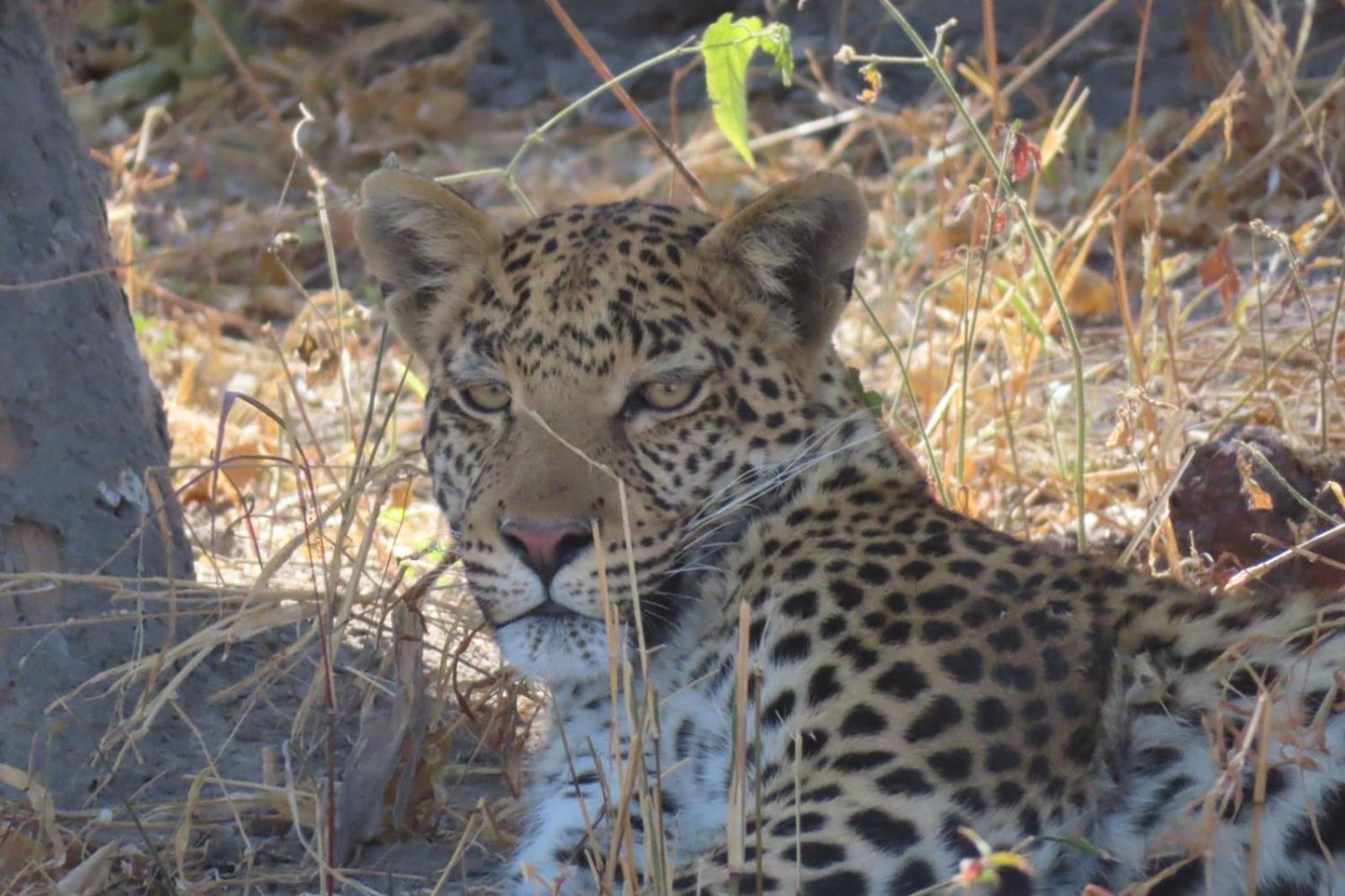 Jayla Homestay Maun ภายนอก รูปภาพ